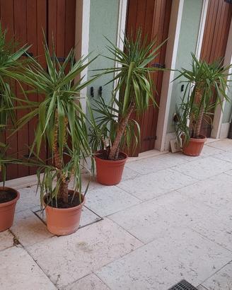 Piante Yucca h 1,50 mt