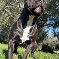 Pitbull maschio nero 3 anni per accoppiamento