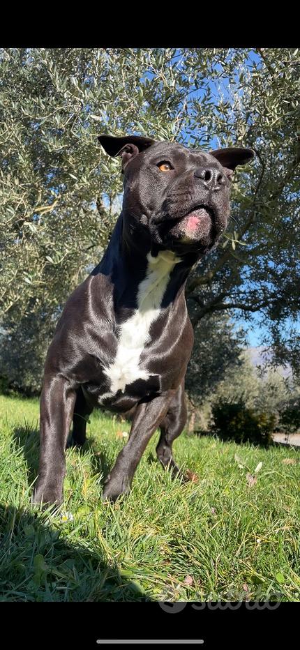Pitbull ukc nero Regalo e vendita animali
