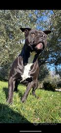 Pitbull maschio nero 3 anni per accoppiamento
