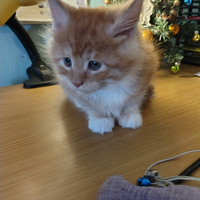 3 gattine Maine coon