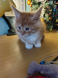 3 gattine Maine coon