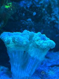 Corallo lps caulastrea