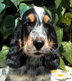 Cocker spaniel tricolore roano