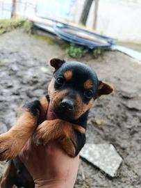 Cuccioli di Pinscher nero focato