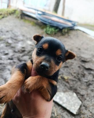 Cuccioli di Pinscher nero focato