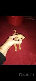 Chihuahua toy maschio e femmina