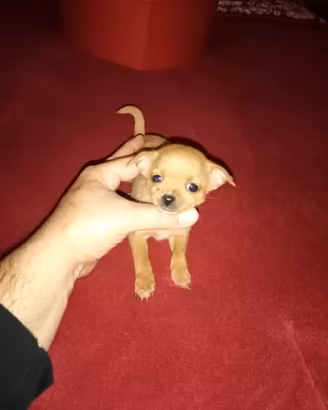 Chihuahua toy maschio e femmina