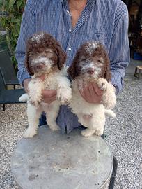 Cuccioli di Lagotto romagnolo