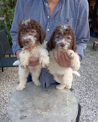 Cuccioli di Lagotto romagnolo