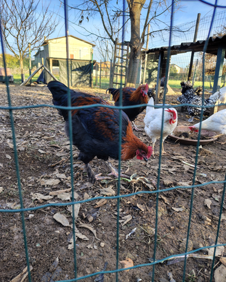 Galli marans