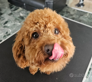 Barboncino toy red x accoppiamento