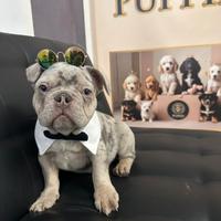 Cuccioli di Bulldog M subito pronto