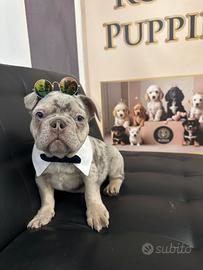 Cuccioli di Bulldog M subito pronto