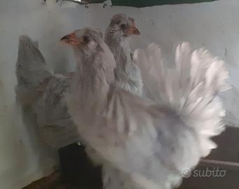 Galline araucana inghese lavanda