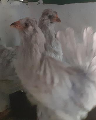 Galline araucana inghese lavanda