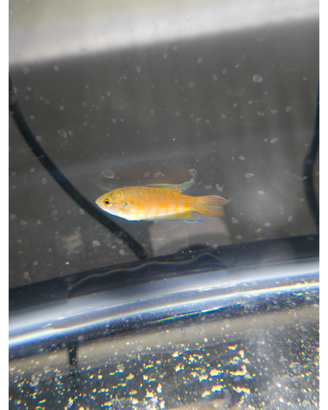 Pesce paradiso