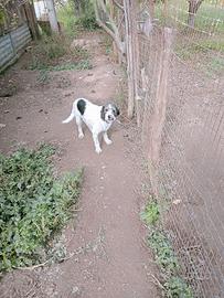 cane segugio