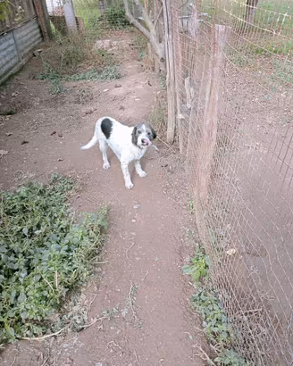 cane segugio