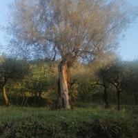 Alberi di ulivo secolari