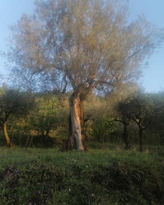 Alberi di ulivo secolari