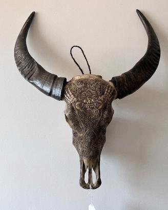 Teschio Bufalo d'Acqua
