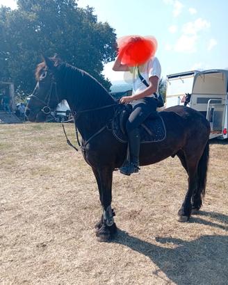 Cavallo frisone