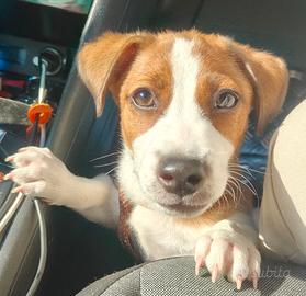 Jack Russell Terrier