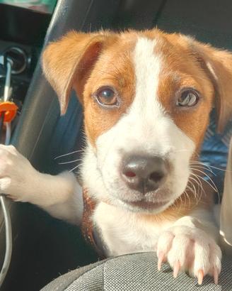 Jack Russell Terrier