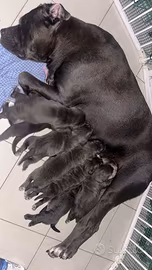 Cane Corso Grigio - Cuccioli Disponibili