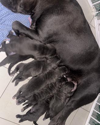 Cane Corso Grigio - Cuccioli Disponibili