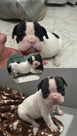 Cuccioli bulldog francesi