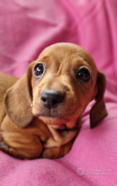 Bassotti cuccioli disponibili