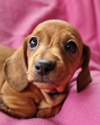 Bassotti cuccioli disponibili