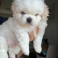 Cuccioli maschi pechinese