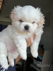 Cuccioli maschi pechinese