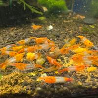 Neocaridina rilli orange
