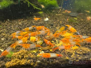 Neocaridina rilli orange
