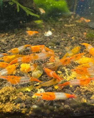 Neocaridina rilli orange