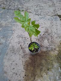 Pianta di fico