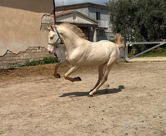 Cavalli puledro andaluso cremello intero