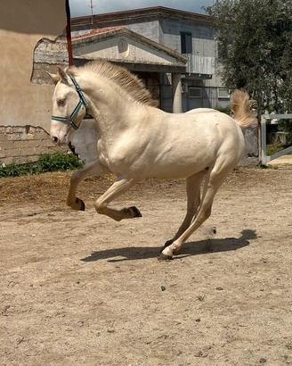 Cavalli puledro andaluso cremello intero