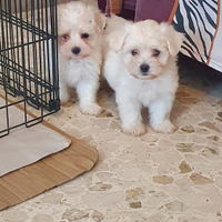 Maltese