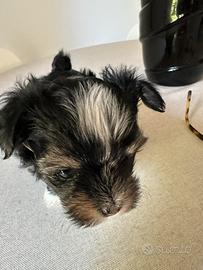 Morkie disponibili