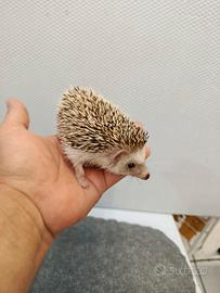Cuccioli di ricci africani