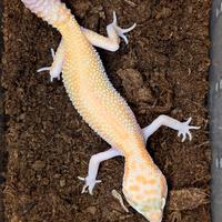 Geco leopardino Raptor