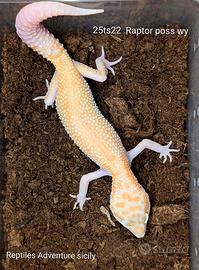 Geco leopardino Raptor