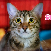 Suzy gattina tigrata di 4 mesi