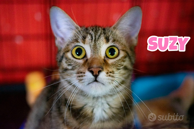 Suzy gattina tigrata di 4 mesi