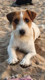 Jack Russel maschio con pedigree per monta zona Ra
